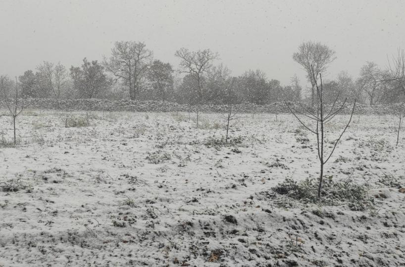 Puglia sotto la neve, strade bloccate e raccolti nei campi bruciati dal gelo
