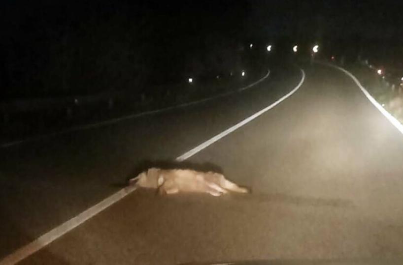 Lupo investito da auto sulla provinciale 238 tra Corato e Altamura: è morto