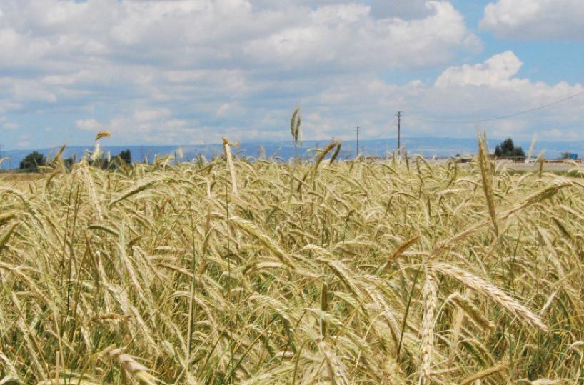 Nulla è perduto, la «Puglia di sotto» ora può rinascere