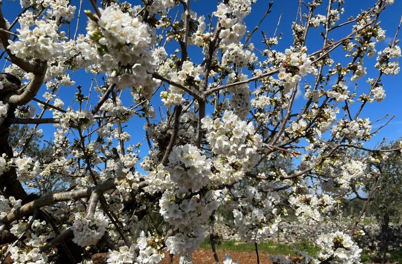 Quei ciliegi in fiore che sfidano febbraio