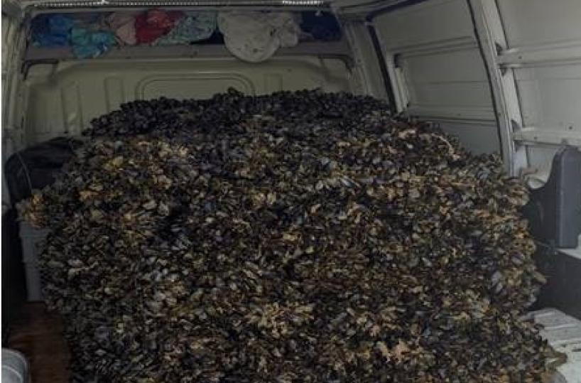 Taranto, sequestrate 1500 chili di cozze avariate pronte alla vendita