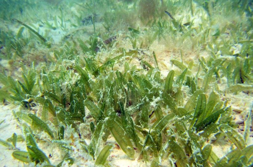 Salento, la costa invasa da «piante aliene» che arrivano dal canale di Suez