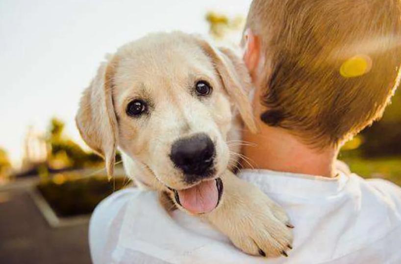 Dilaga la pet economy: boom di servizi di cura,  in Puglia oltre 1.600 aziende