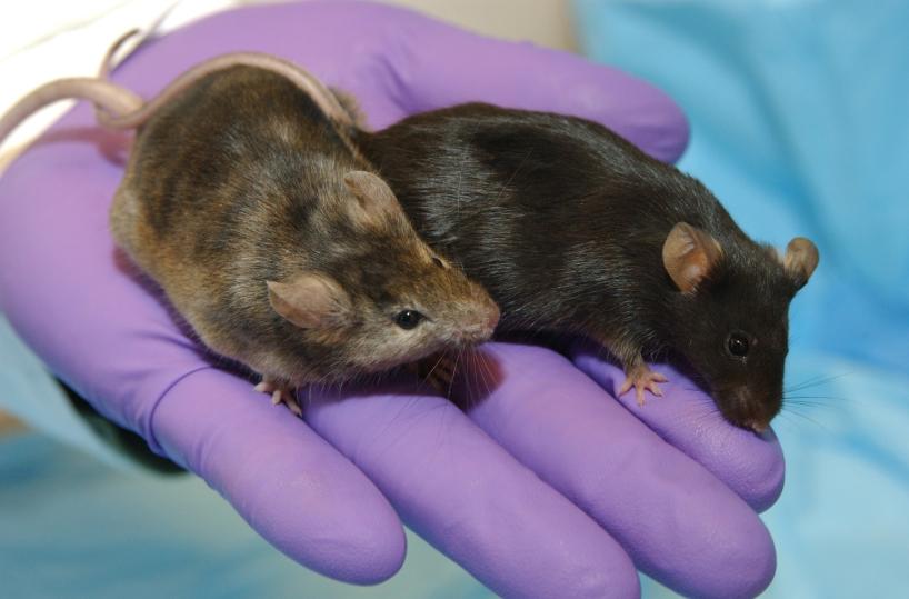Ottenuti topi con due padri biologici, sani e fertili