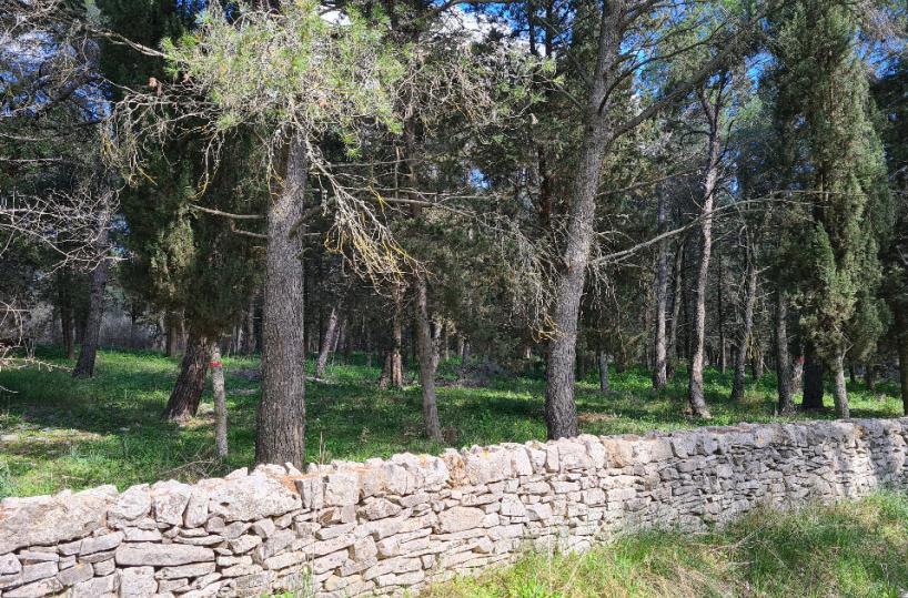 Andria, avviati i lavori per la tutela del bosco di Castel del Monte