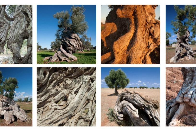 Brindisi, contro il batterio killer «Un commissario anti-Xylella»