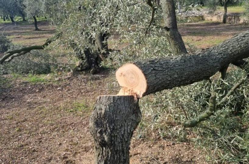 Sfregiati ulivi nel Barese, la denuncia di Coldiretti Puglia