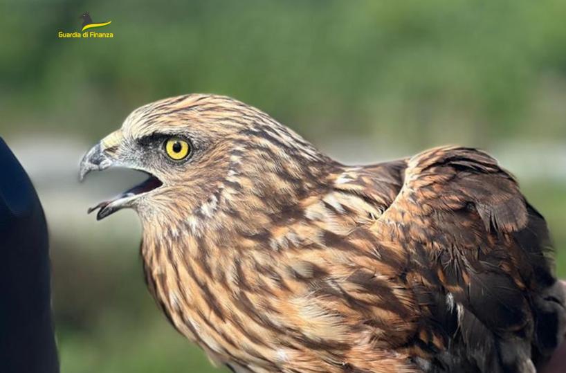 Finanzieri salvano dalla strada un raro falco di palude nel Foggiano