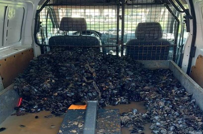Taranto, ritrovato 500 kg di cozze nere in cattivo stato di conservazione