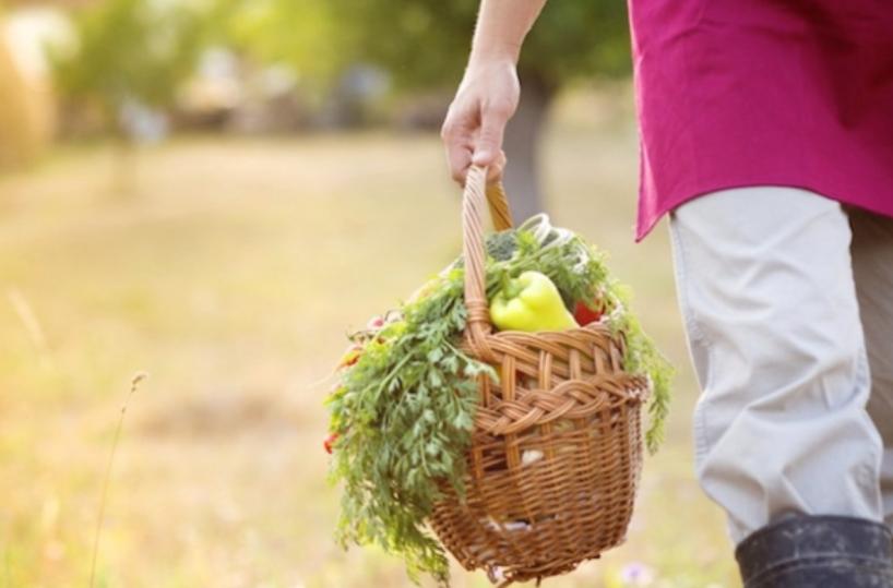 Agricoltura biologica, la Puglia scala la classifica: è boom nel 2022