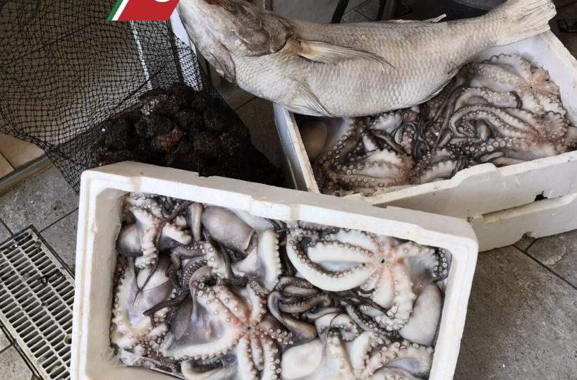 Brindisi, controlli sui prodotti ittici in vendita: sequestri per un quintale 