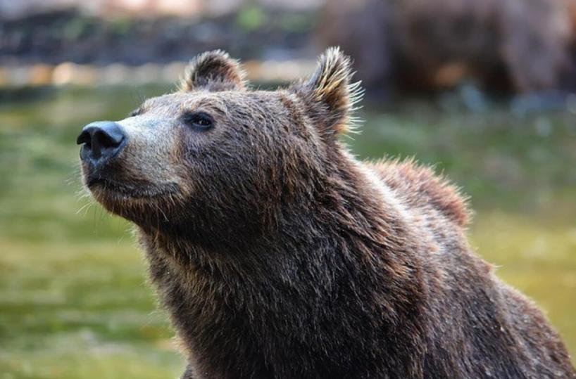Catturata l'orsa Jj4: «Noi a Fasano sempre disponibili ad accoglierla»