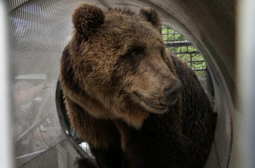 Trentino, il Tar sospende ordinanza abbattimento orso MJ5