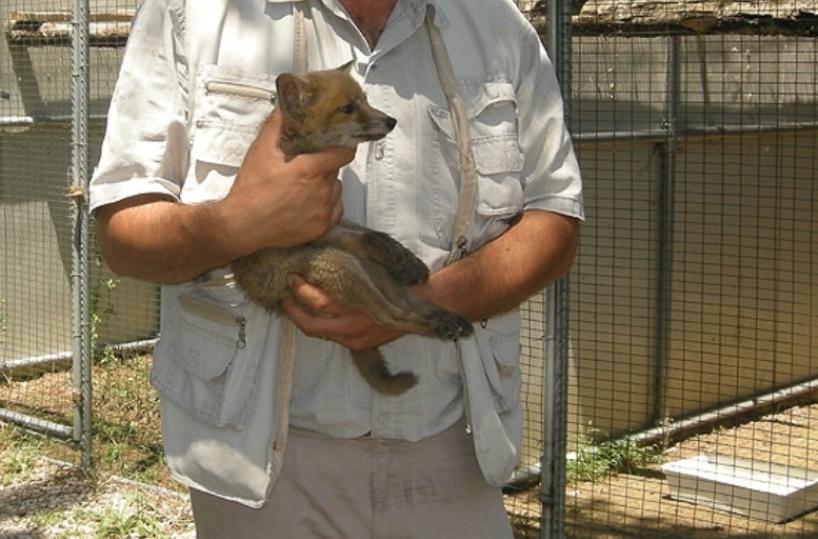Animali selvatici, nel Materano pochi fondi per curarli
