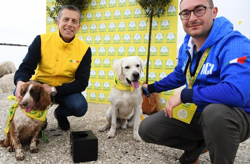 Arrivano i cani anti Xylella per salvare gli ulivi dal batterio killer