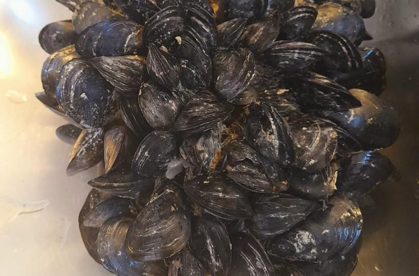 Moria cozze, Comune Taranto chiederà lo stato di calamità