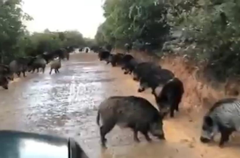 Puglia, ancora avvistamenti di cinghiali nel Barese e nel Foggiano