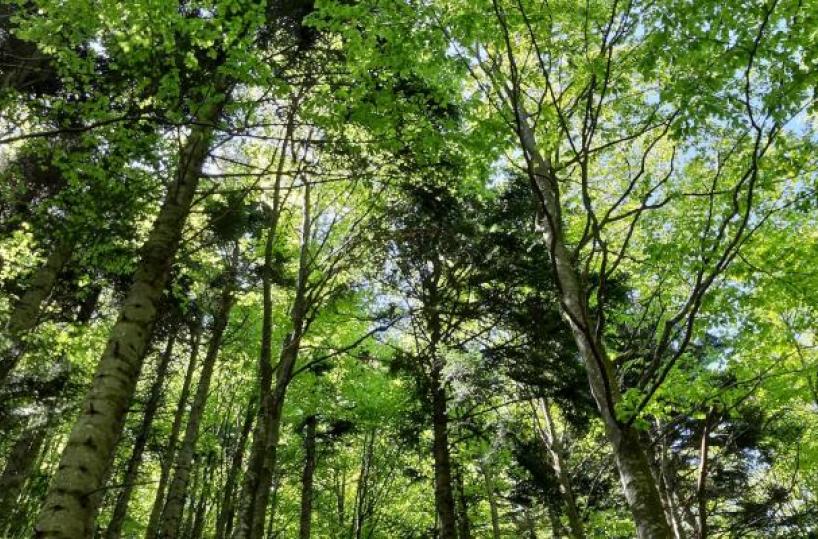 Ambiente, in Basilicata 49 progetti per migliorare la qualità del paesaggio