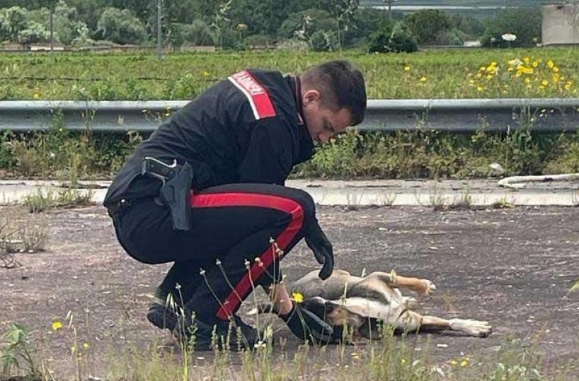 Canosa, cagnolino sporco, affamato e stanco a bordo della Provinciale: salvato dai carabinieri