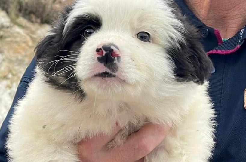 Vieste, cucciolo vaga impaurito nella galleria Palombari: salvato