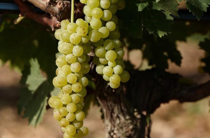 Città del vino, medaglia d'oro ad un'azienda vitivinicola di Andria 