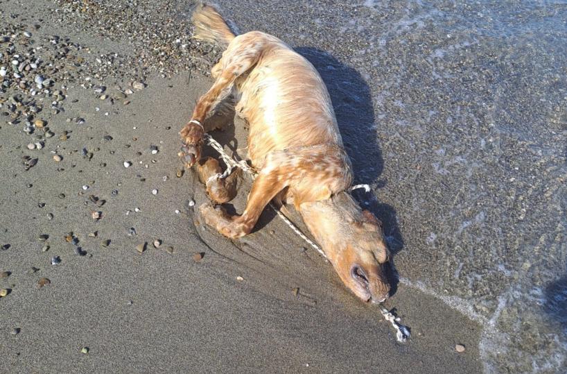 Orrore a Policoro, cane setter legato a una boa in mare e fatto annegare