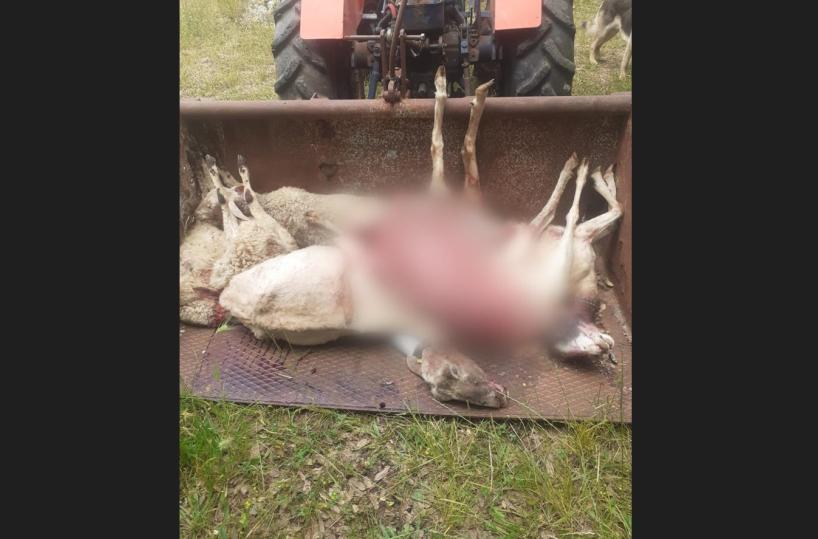 Valle d'Itria, due grossi lupi sbranano pecore: è paura tra gli allevatori
