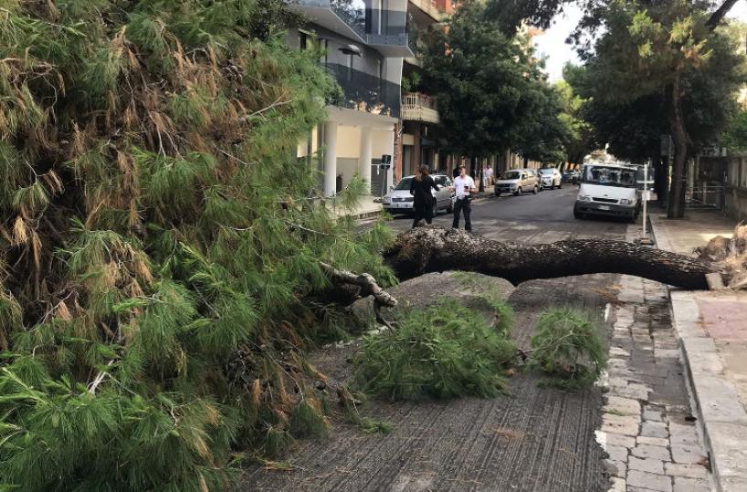 Troppi alberi pericolanti a Lecce, il sindaco: «Presto tagliati e sostituiti»