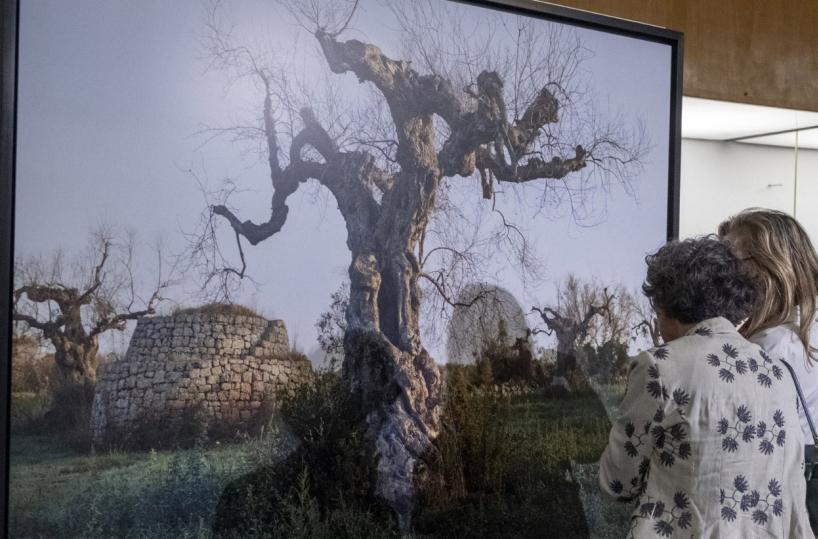Lecce, l’inferno degli ulivi negli arazzi stinti di Edward Burtynsky