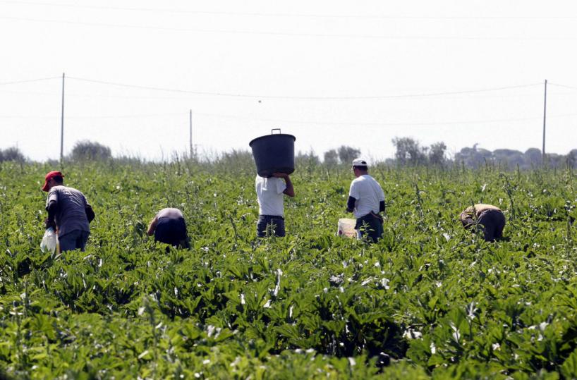 Stop al lavoro nelle ore più calde, Flai Cgil «Manca l'ordinanza»