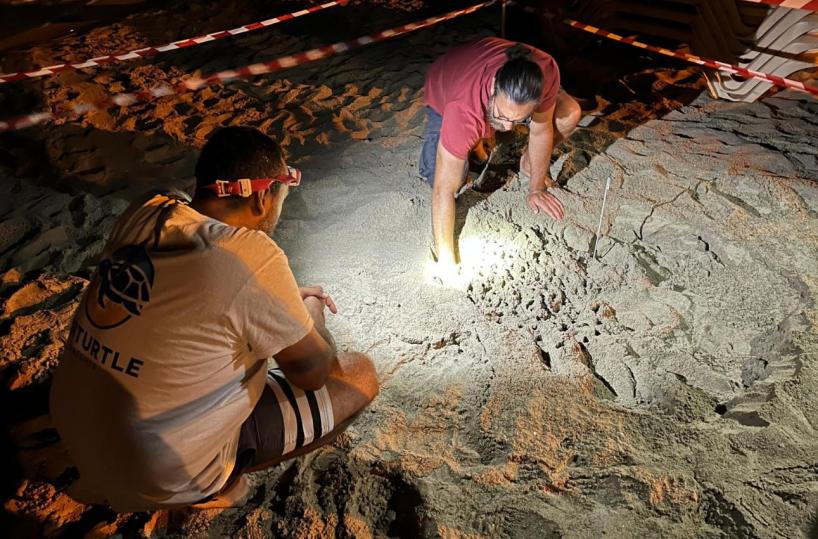 Salento, nidi di tartarughe in spiaggia e vicino a un villaggio turistico