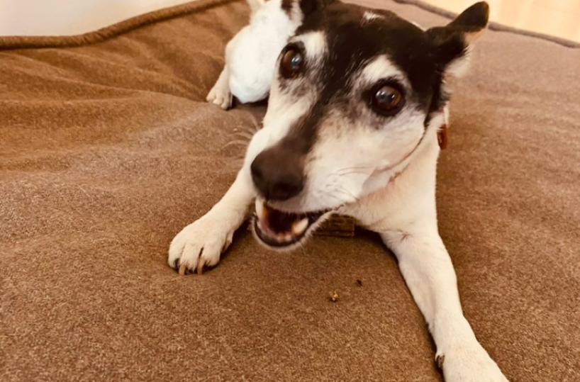 La storia di Minnie la piccola grande Jack Russell