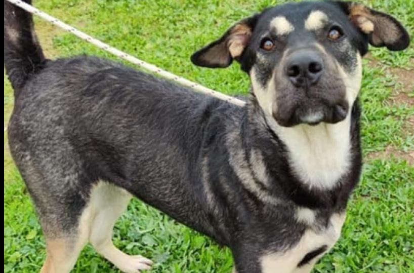 Bari, come adottare un cane?  Ecco le istruzioni per l’uso