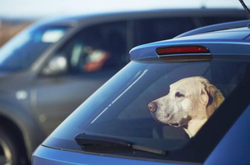 Manduria, lascia il cane chiuso in auto e va al mare: denunciata