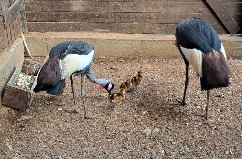 Monopoli, nel giardino floro-faunistico Plastic-Puglia nascono 4 pulcini di gru coronata