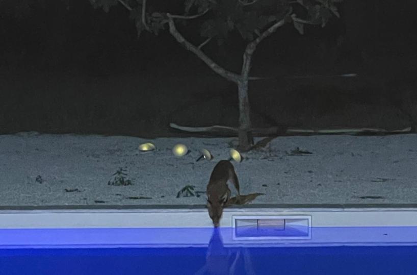 Grande caldo, animali in sofferenza: volpe si disseta a bordo piscina nel Brindisino 