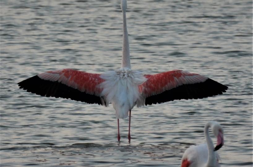 Manduria, la Salina dei Monaci habitat ideale per i fenicotteri