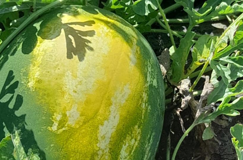 Puglia, il caldo brucia frutta e verdura: danni a macchia di leopardo fino al 90%