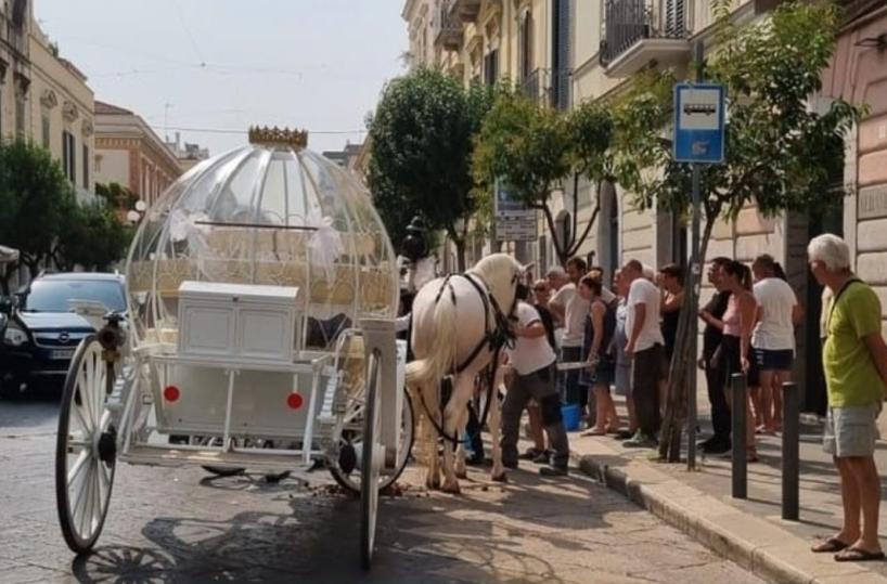 Trani, cavallo stramazza al suolo per il caldo: trainava una carrozza