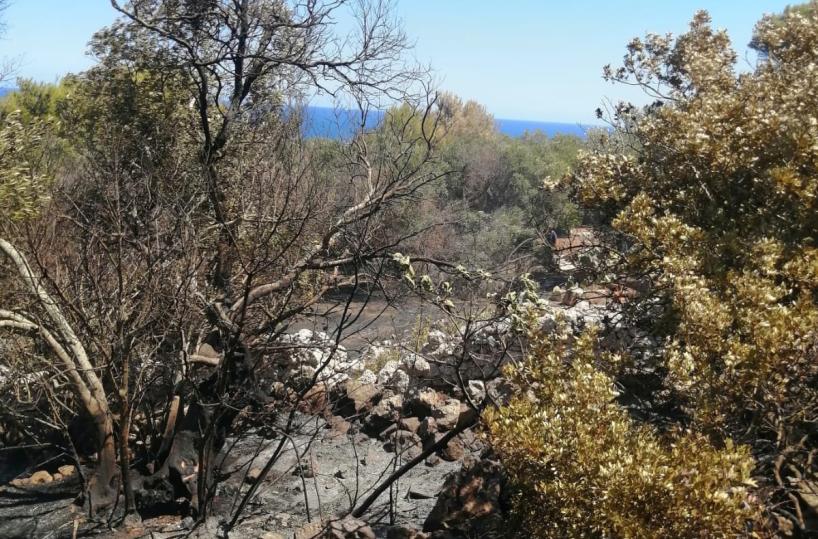 Coldiretti: da metà giugno 1400 incendi in Salento, a fuoco ulivi malati di Xylella