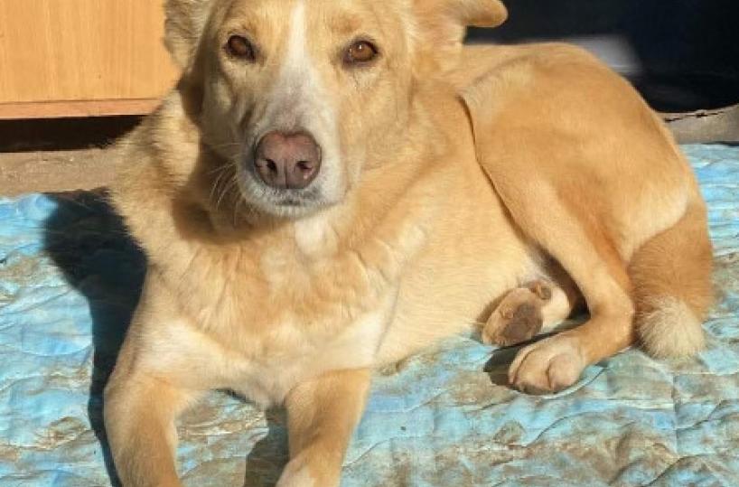 A Giovinazzo Trilly e Pongo cercano casa pronti a regalare amore e gioia