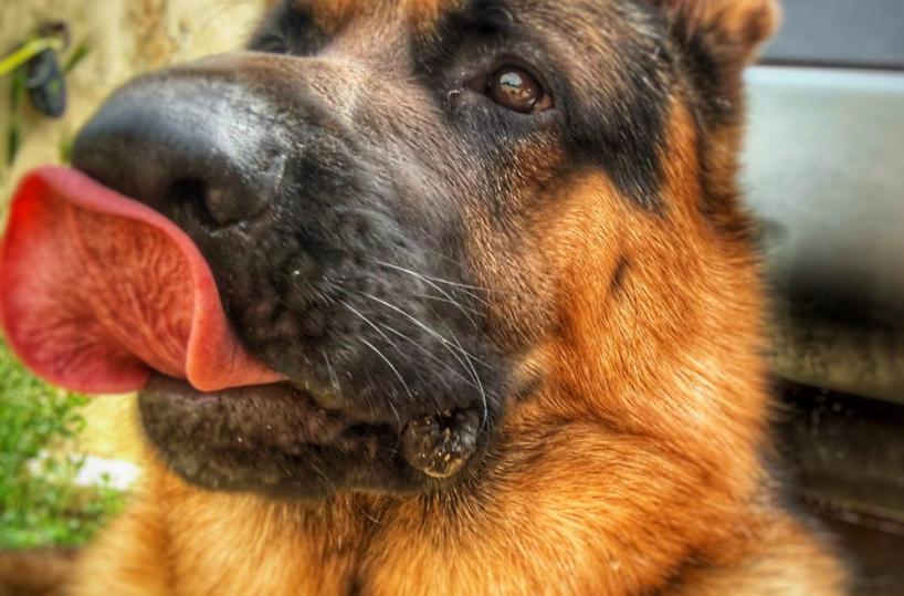 Harvey e Steven innamorati della Puglia e del loro cucciolone Bowie