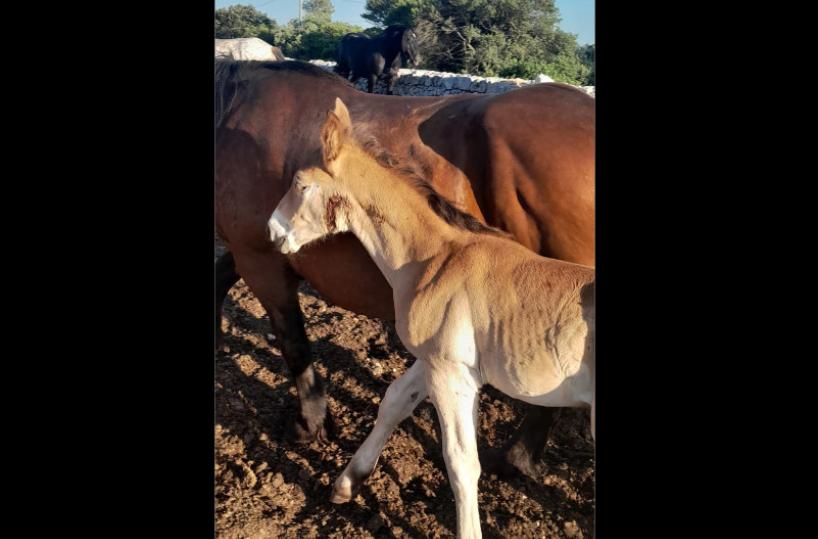 Ceglie Messapica, nuovo attacco dei lupi, sbranato un cavallo. Imprenditore: «Troppi danni, pronto a chiudere»