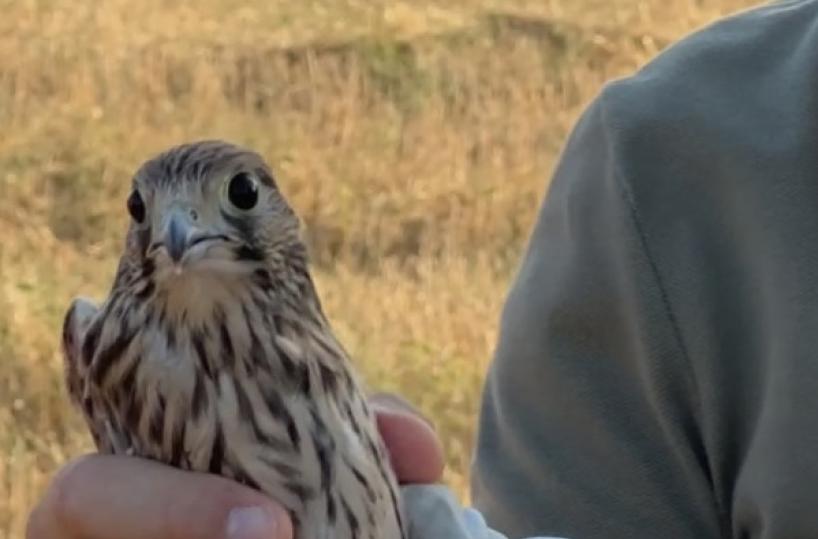 Torre Guaceto, il Centro Fauna Selvatica della provincia libererà alcuni esemplari di falco «grillaio»