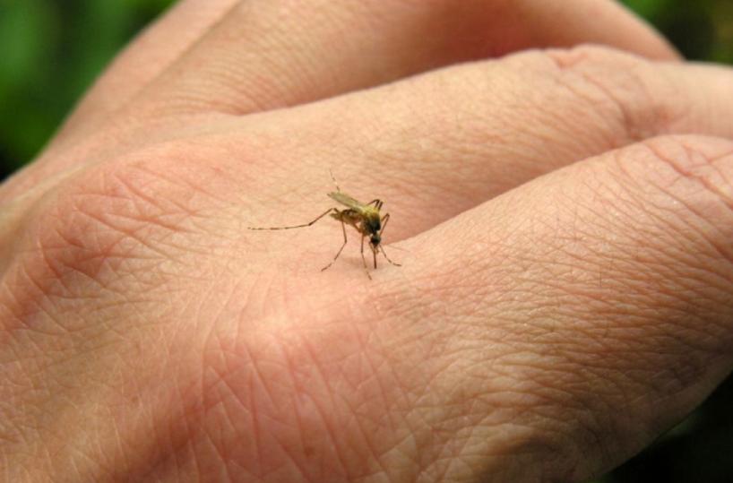 West Nile, il virus del Nilo trasmesso dalle zanzare: morto anziano in provincia di Padova