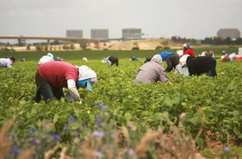Comune di Cerignola, dal Ministero 9 milioni di euro per la lotta al caporalato