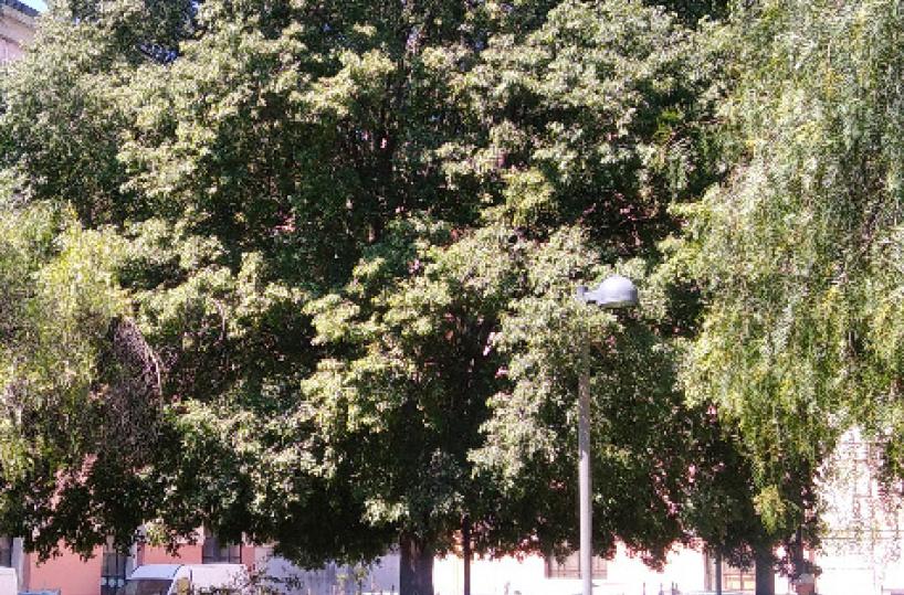 Sotto l’ombra dei bagolari che pace nell’ex Manifattura