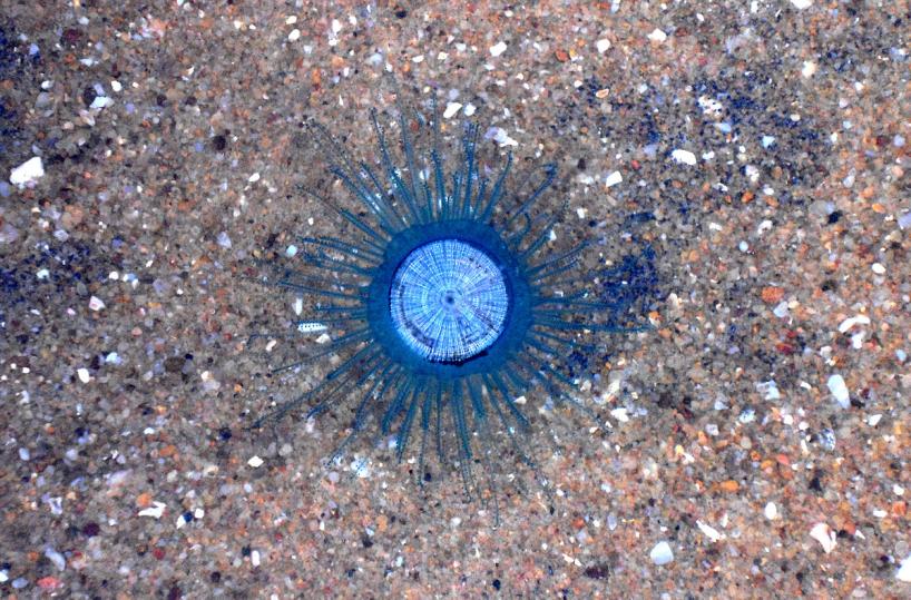 Avvistati nel mare di Puglia i «Bottoni blu»: le meduse tropicali a Rodi Garganico