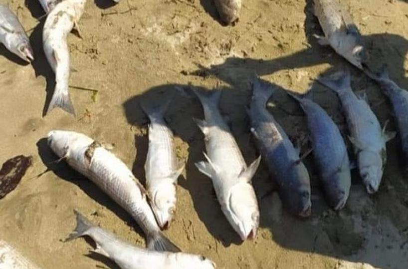 Pesci spiaggiati a Barletta, sale la paura: «Il mare può contenere veleni»