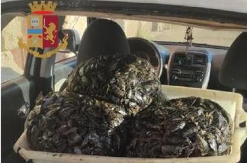 Taranto, al porto scatta il sequestro di cento chili di cozze nere